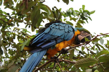 hermosa fauna colombiana