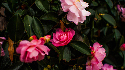  Pink Cornelia’ Hybrid Musk Rose