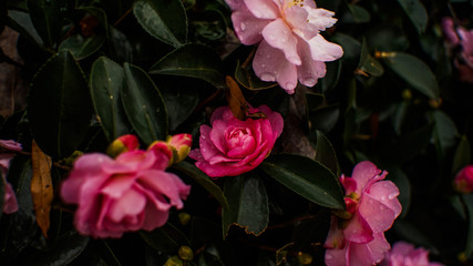   Pink Cornelia’ Hybrid Musk Rose