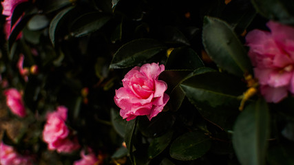  Pink Cornelia’ Hybrid Musk Rose