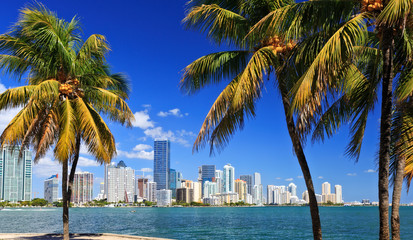 Fototapety  Miami Skyline with palm trees