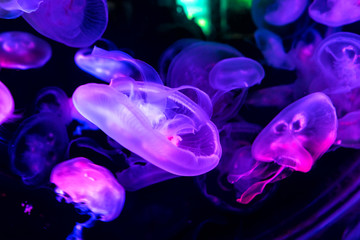 Sea moon jellyfish