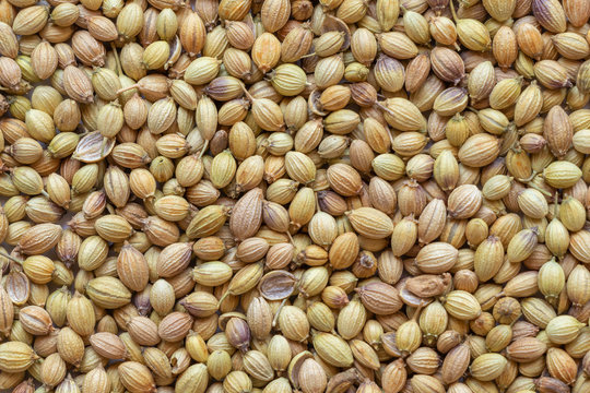 Dhaniya or Coriander whole dry spice, closeup.