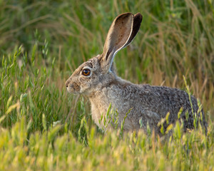 Very close view of a young black-tailed jackrabbit, seen in the wild near a north California marsh 