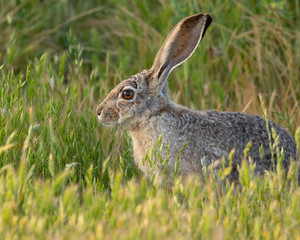Very close view of a young black-tailed jackrabbit, seen in the wild near a north California marsh 