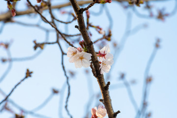 Beautiful cherry blossom sakura in spring time