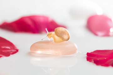 Take a macro shot of a snail