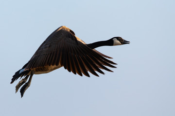 Canada goose flying  in the beautiful sunset light, seen in the wild near the San Francisco Bay