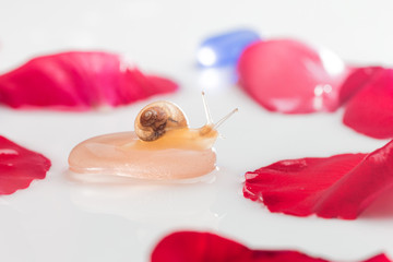 Take a macro shot of a snail