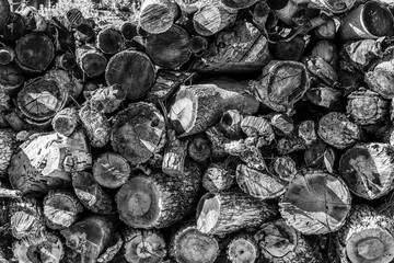 Stack of fire wood