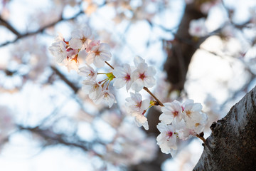 Beautiful cherry blossom sakura in spring time