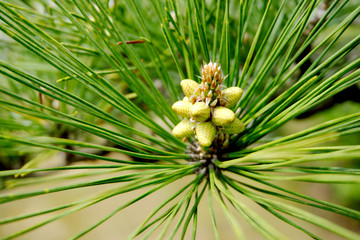 pine tree branch with baby cones