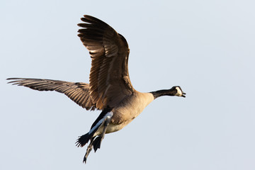 Canada goose flying  in the beautiful sunset light, seen in the wild near the San Francisco Bay