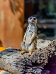 Meerkat looking