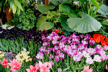Tulips and big green leaves in garden
