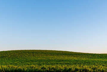 Field under blue skies