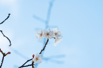 Obraz premium Beautiful cherry blossom sakura in spring time