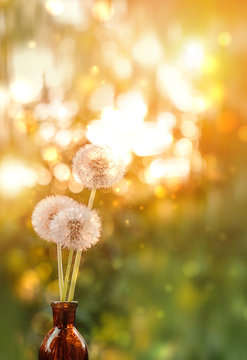 bouquet of fluffy dandelion on sunny abstract blurred natural background. beautiful dreamy artistic image of nature. atmosphere gentle summer scene.