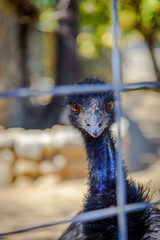 Emu