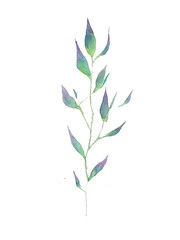 purple-green leaf