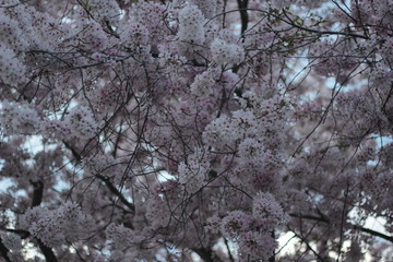   Yamazakura cherry blossom 