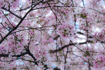  Yamazakura cherry blossom 
