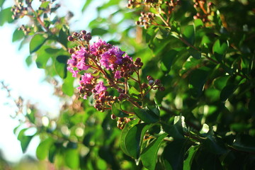 Purple Crepe Myrtle Lagerstroemia indica