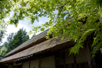 Japanese thatched roof house and green maple tree