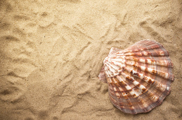 Fototapeta na wymiar Shells on tropical beach, background