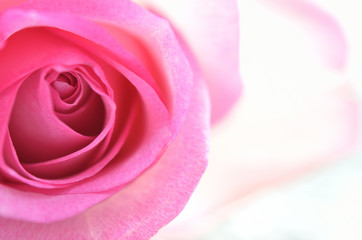 Pink Rose