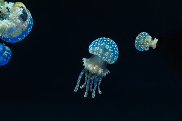 Pearl jellyfish 