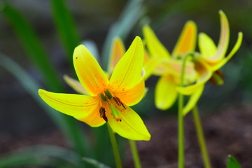 Bright yellow flowers