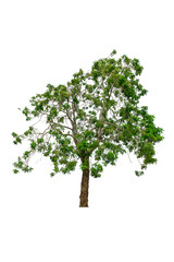 Fototapeta na wymiar tree and leaf beautiful on white background