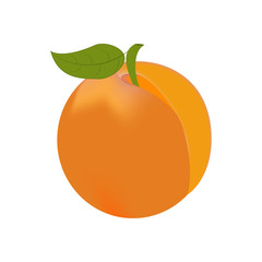 Apricot fruit illustration