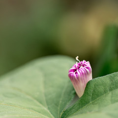 Morning glory-garden plant flowering period-summer and autumn.