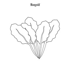 Chard salad illustration outline