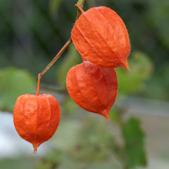Summer - Physalis ripe fruit orange in the garden area.