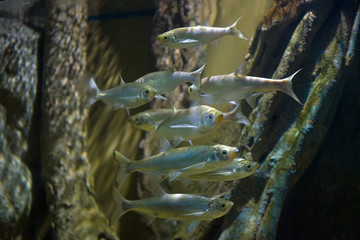Flock of Asian small fishes of Paralaubuca typus close up. Thailand