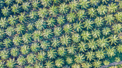 Oil palm plantation