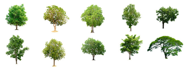 Fototapeta premium The collection of trees isolated trees on white background