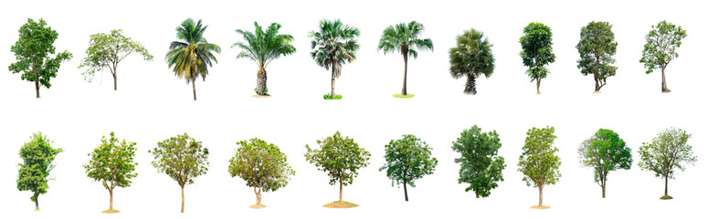 The collection of trees isolated trees on white background