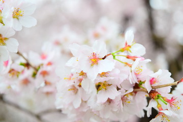White Cherries Bloomings
