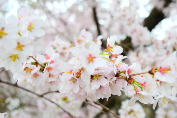 White Cherries Bloomings