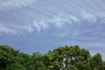 Obraz premium 青空