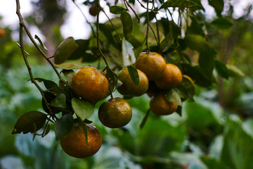 Natural food. Healthy eating, bio and organic food. Ripe juicy sweet orange mandarins on a tree in the orchard. Branch with fresh ripe tangerines and leaves. View of green garden. Selective focus.