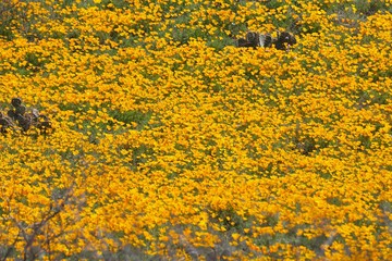 Field of wildflowers 