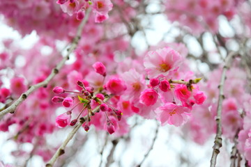 Beautiful blloms of cherries in the spring, April