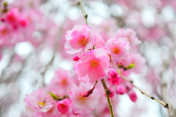 Fototapeta na wymiar Beautiful blloms of cherries in the spring, April