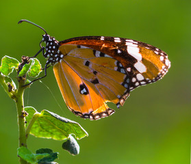 butterfly