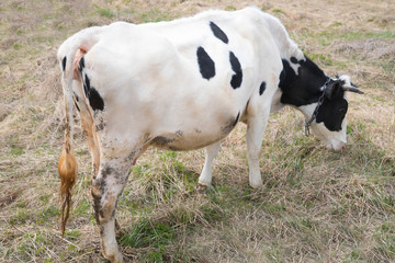 cow